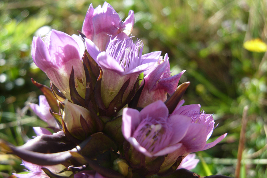 Gentianella... e poi?